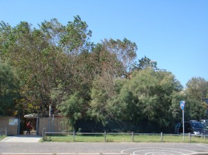 Oasi Prima 220
